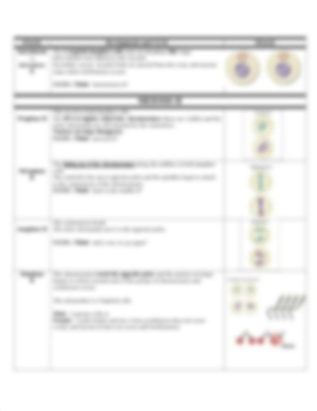 Study Guide to The Stages of Meiosis.pdf_db1aq23bl07_page2