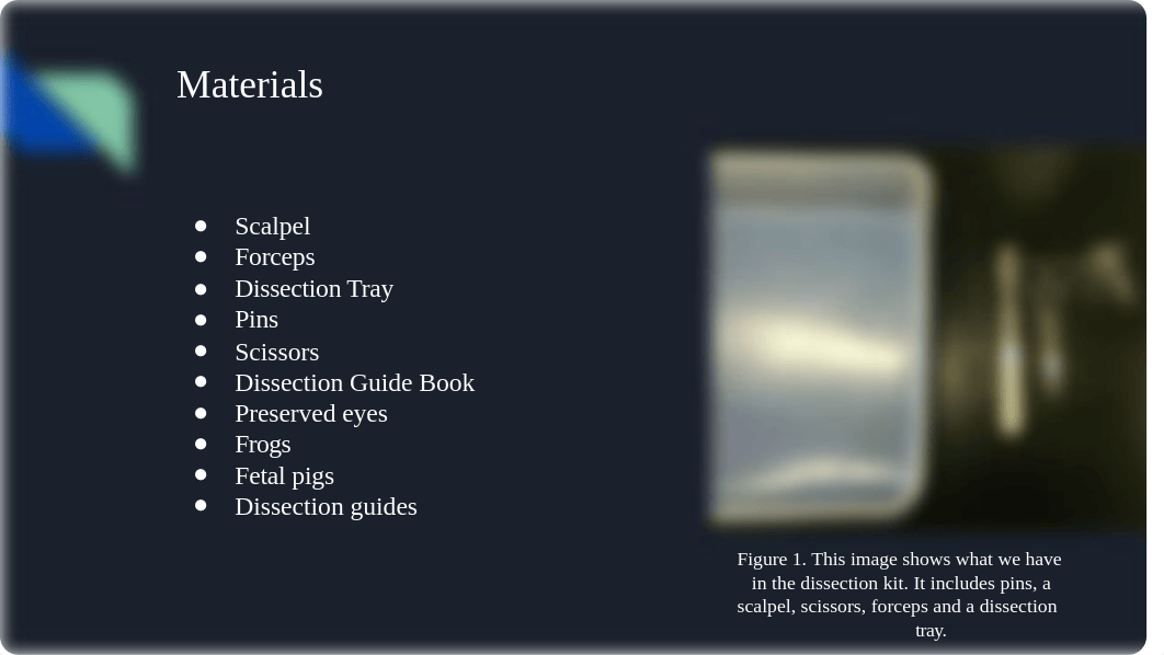 Vertebrate Dissection.pptx_db20xs0uotv_page4