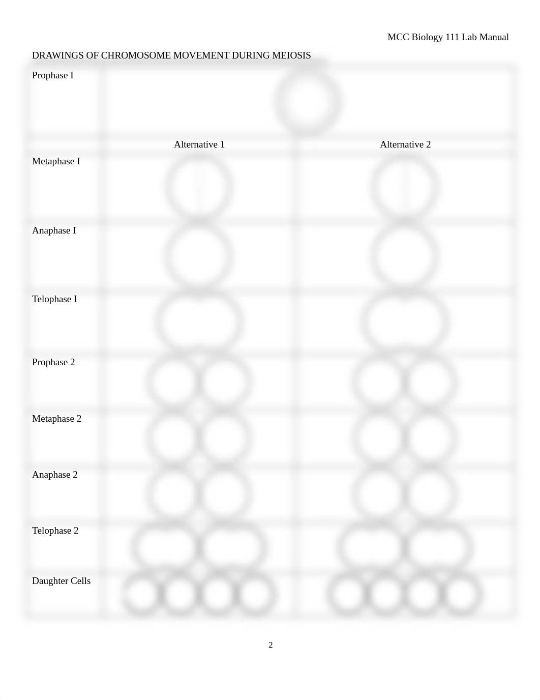 MitosisMeiosisLabWorksheet.pdf_db21qvpfev9_page2