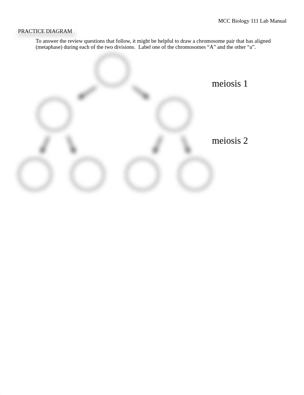 MitosisMeiosisLabWorksheet.pdf_db21qvpfev9_page3