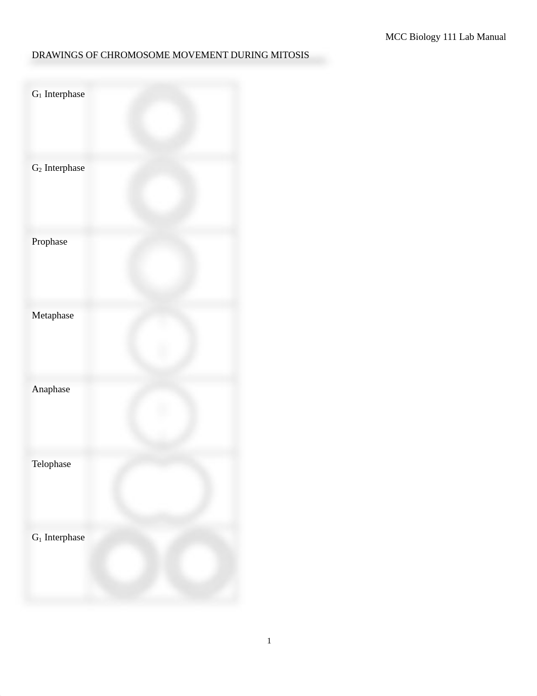 MitosisMeiosisLabWorksheet.pdf_db21qvpfev9_page1