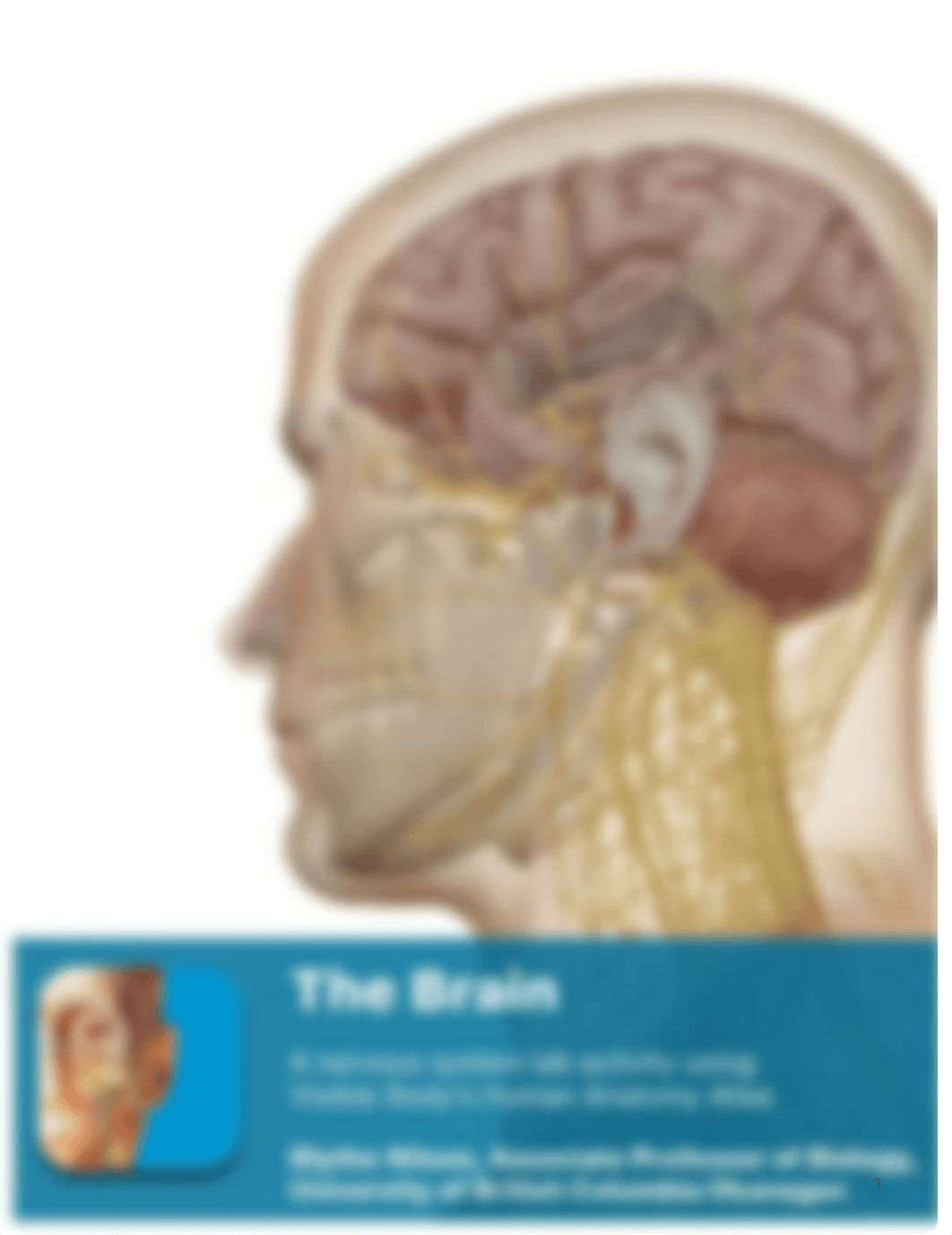 Brain atlas.pdf_db2kpn8i07k_page1