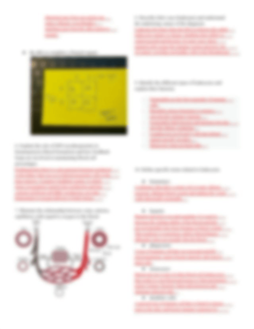 Study Guide_ Blood DONE.pdf_db2qhmewo4z_page2