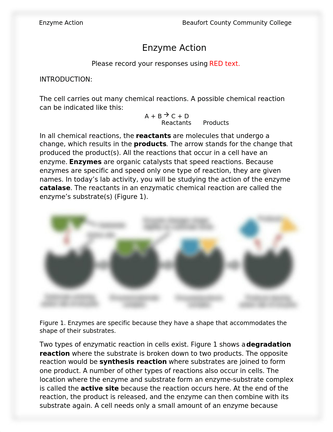 Lab Handout, Enzyme Action [Online Version].docx_db3fogl9xq8_page1