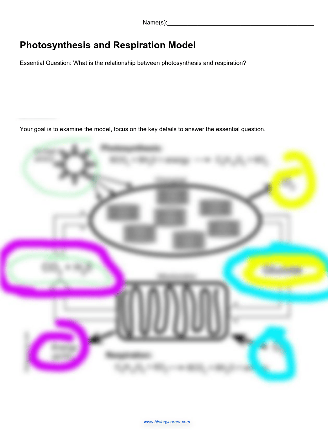 Kami Export - Landon Sartor - 2020 Photosynthesis and Respiration Model.pdf_db3vcgfe6wc_page1