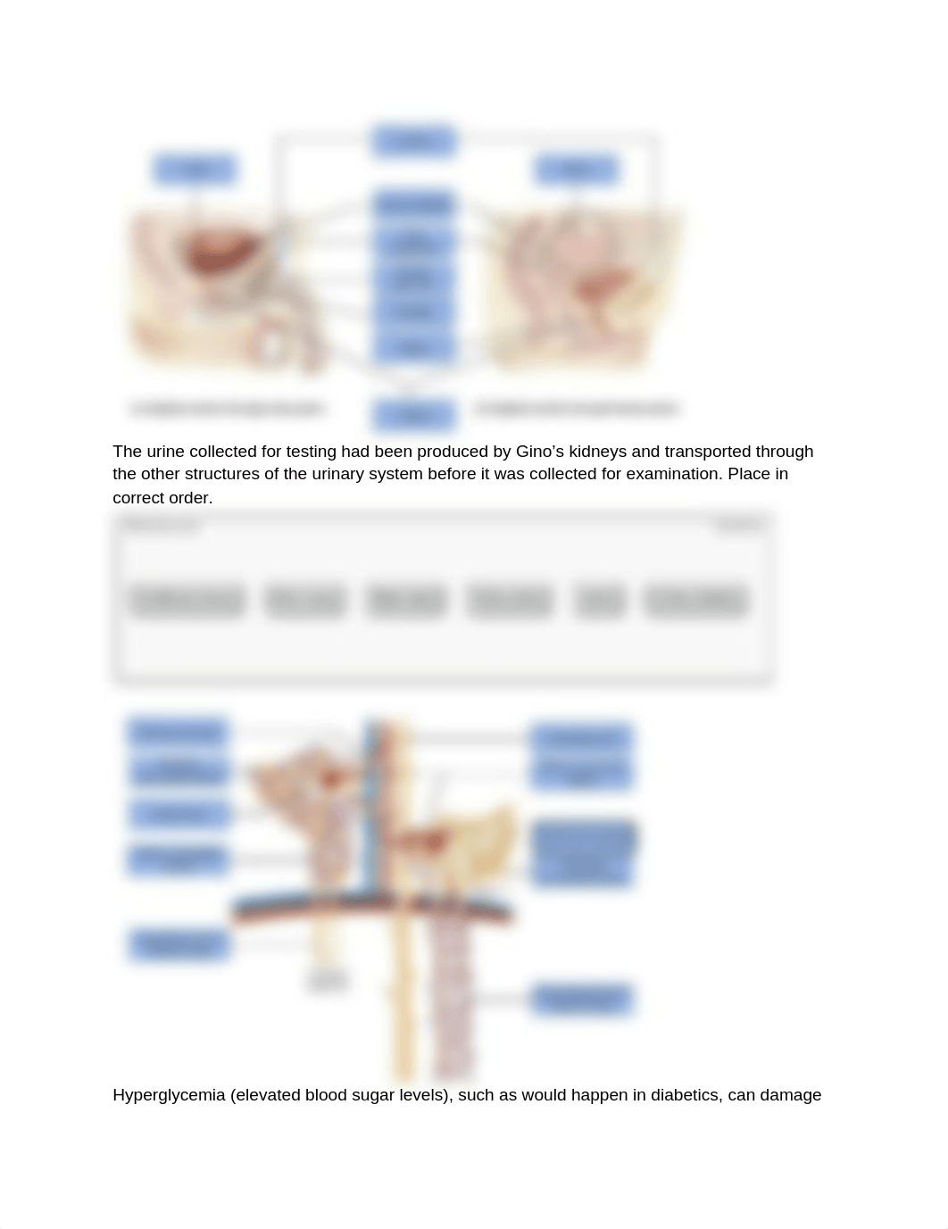 Ch.24_Urinary_System_Pt.1_db5uw76scba_page1