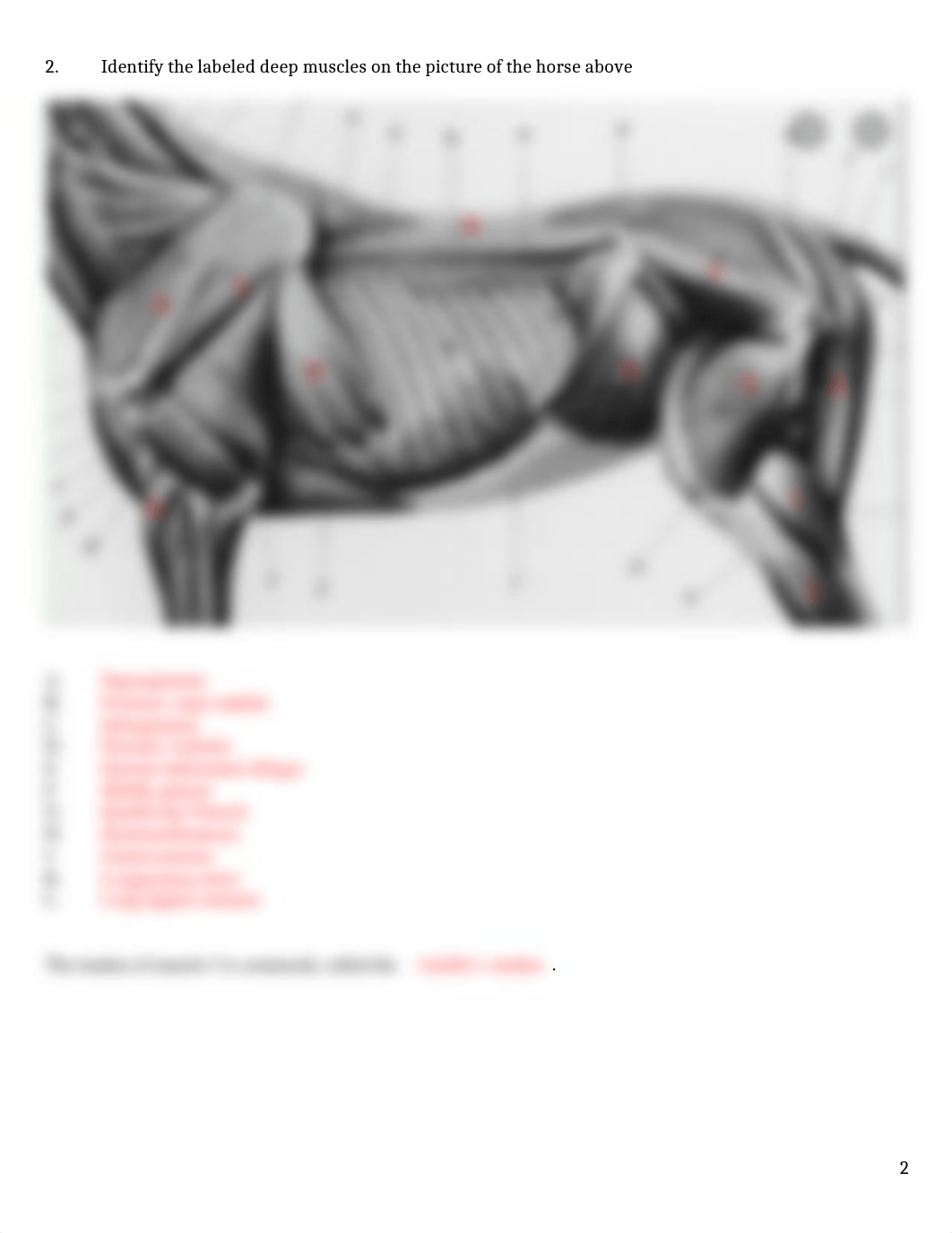 ASSN 4.2 Muscle Identification KEY.docx_db69m7i1068_page2