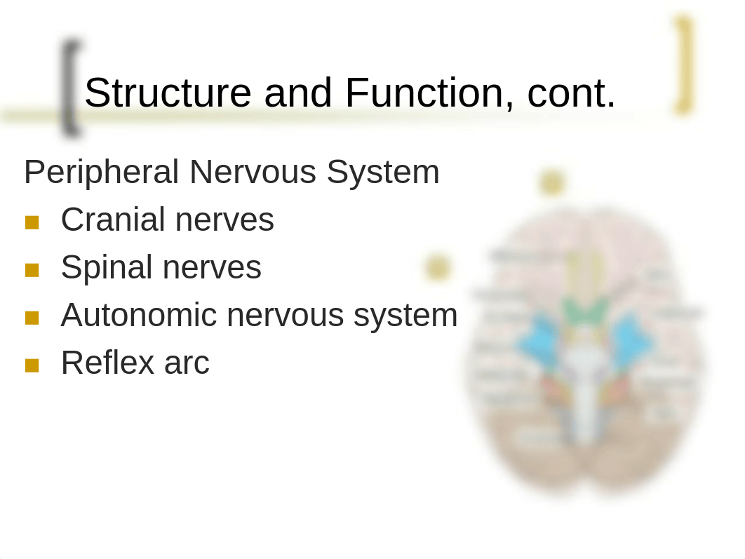 chap23.ppt-Jarvis_Neuro_db6f3e0ogyx_page4