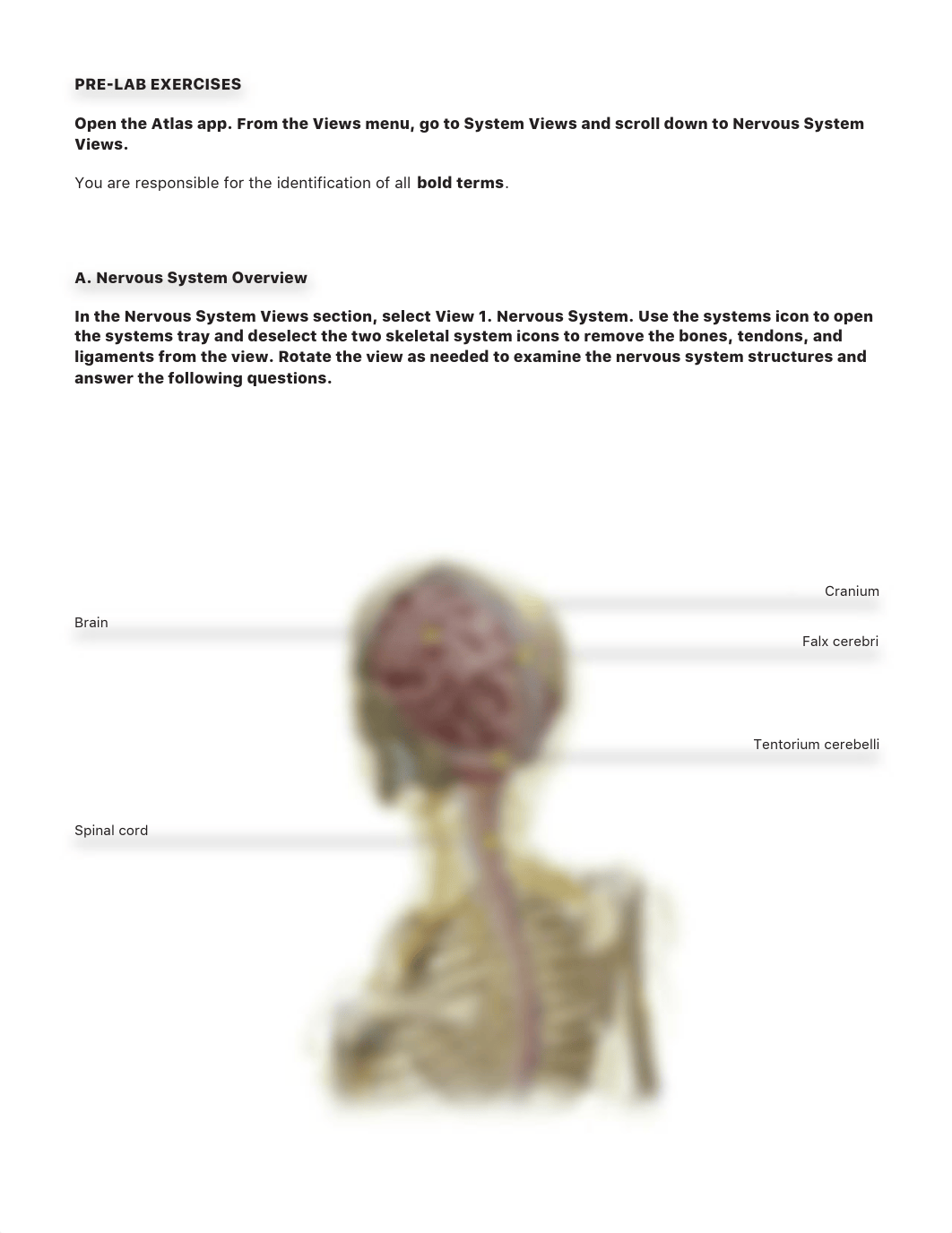 Lab_Activity_-_The_Brain.pdf_db6yebodu01_page2