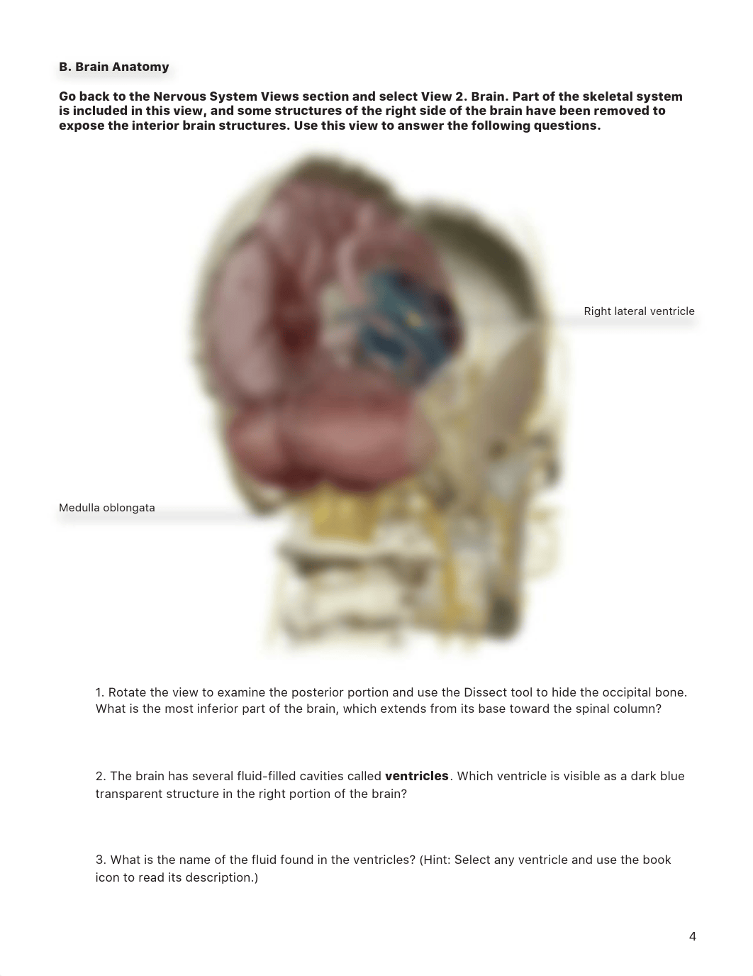 Lab_Activity_-_The_Brain.pdf_db6yebodu01_page4