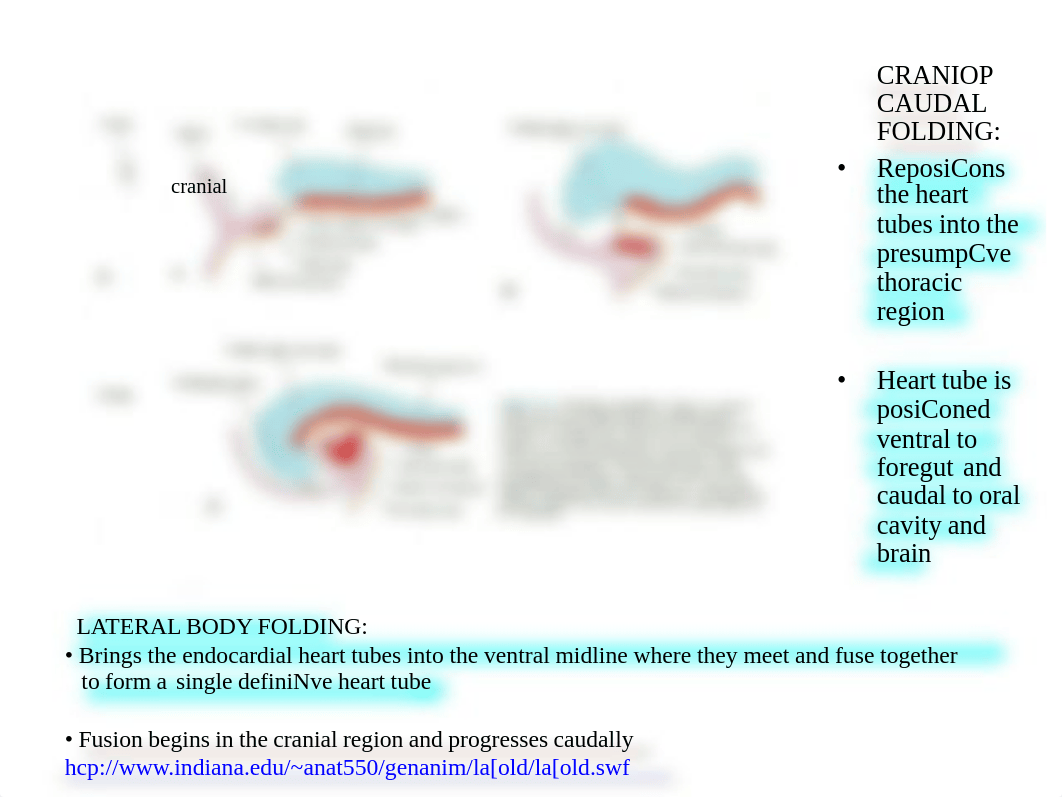 Nunn_FM01_Development_of_the_cardiovascular_system_1__16_FALL.pdf_db70bjn9ncj_page4