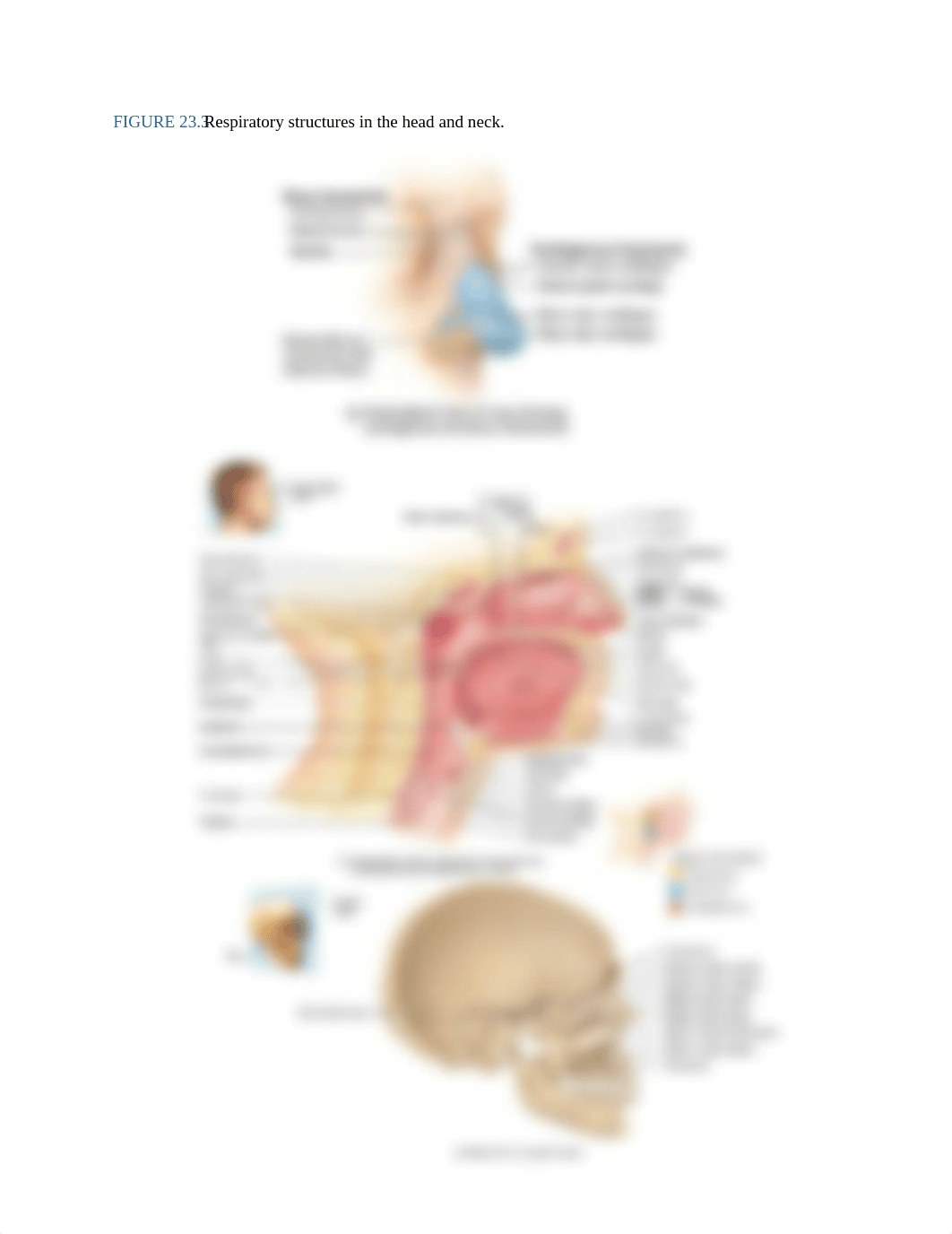 Chapter 23 Respiratory System OUTLINE.pdf_db725yremd6_page5