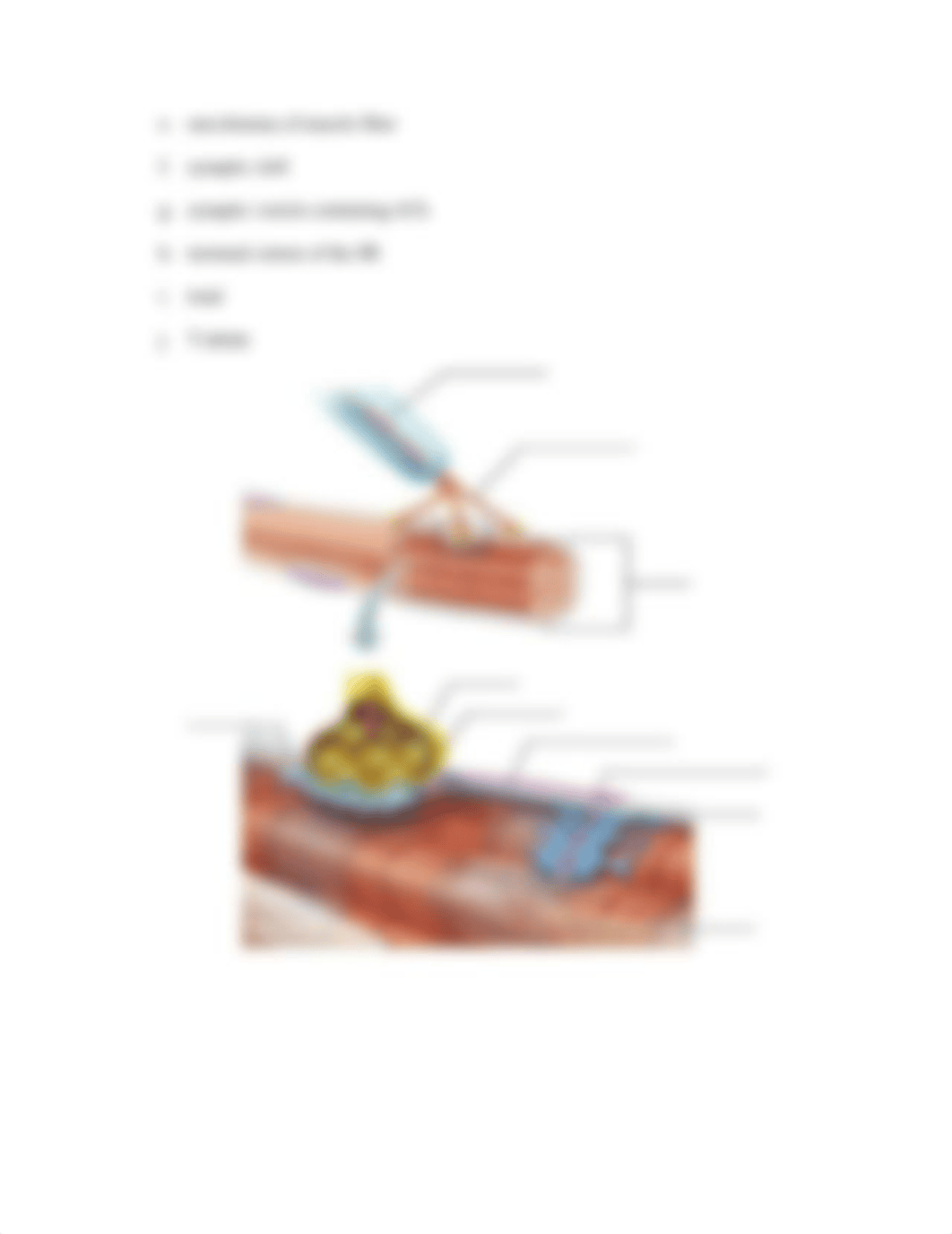 Ex12 Review sheet - Microscopic Anatomy and Organization of Skeletal Muscle .docx_db82gt0a1zl_page4