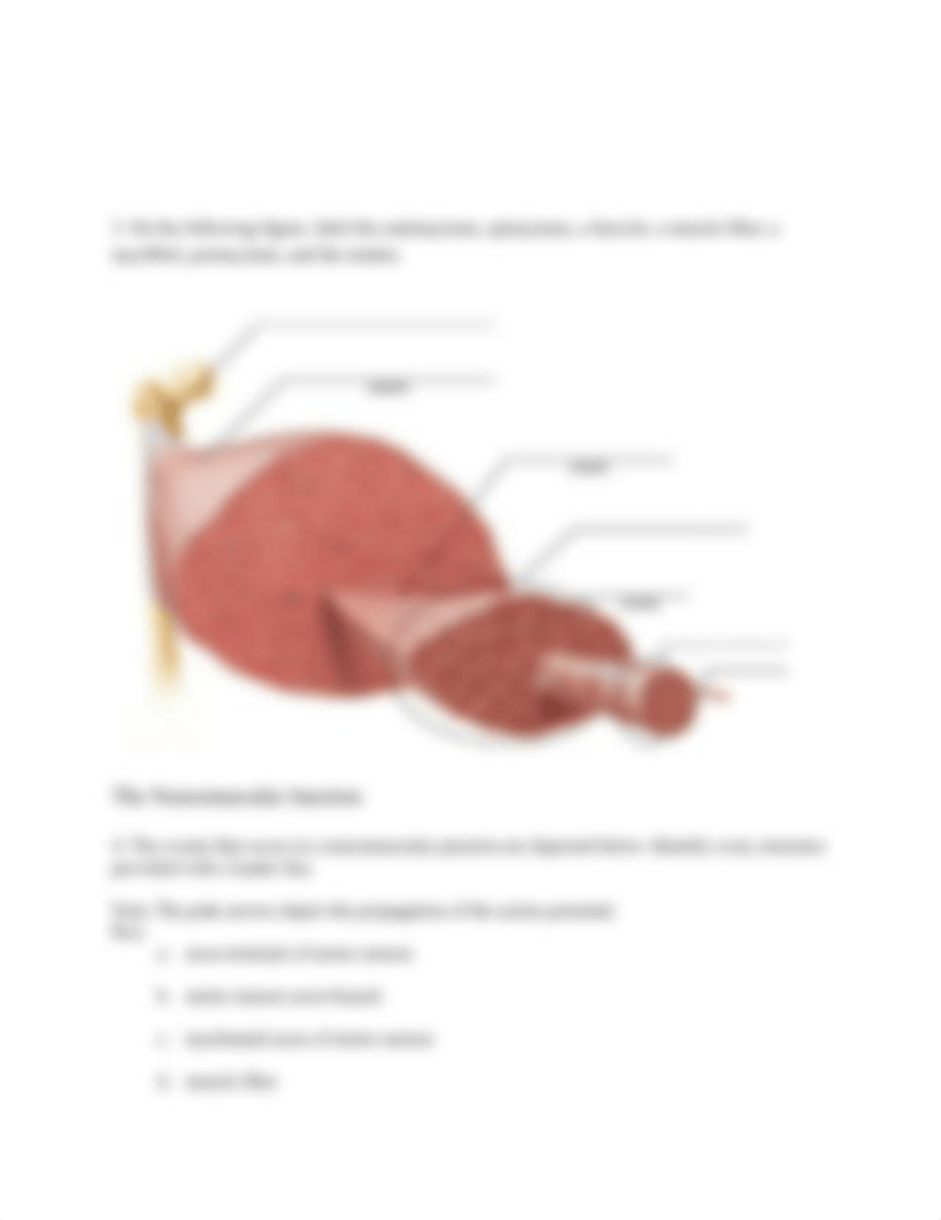 Ex12 Review sheet - Microscopic Anatomy and Organization of Skeletal Muscle .docx_db82gt0a1zl_page3