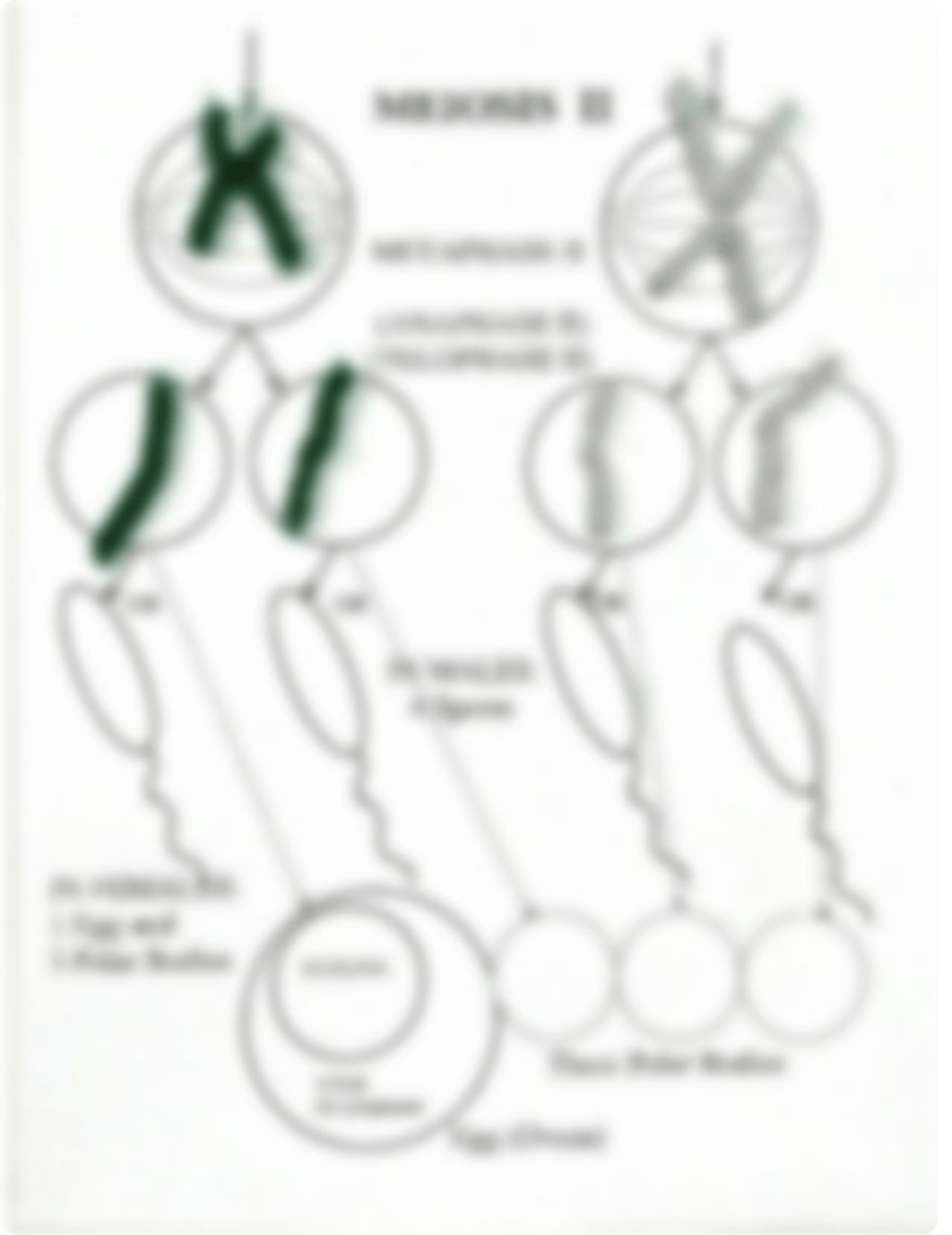 Mitosis Worksheets.pdf_db8lpx7pm86_page3