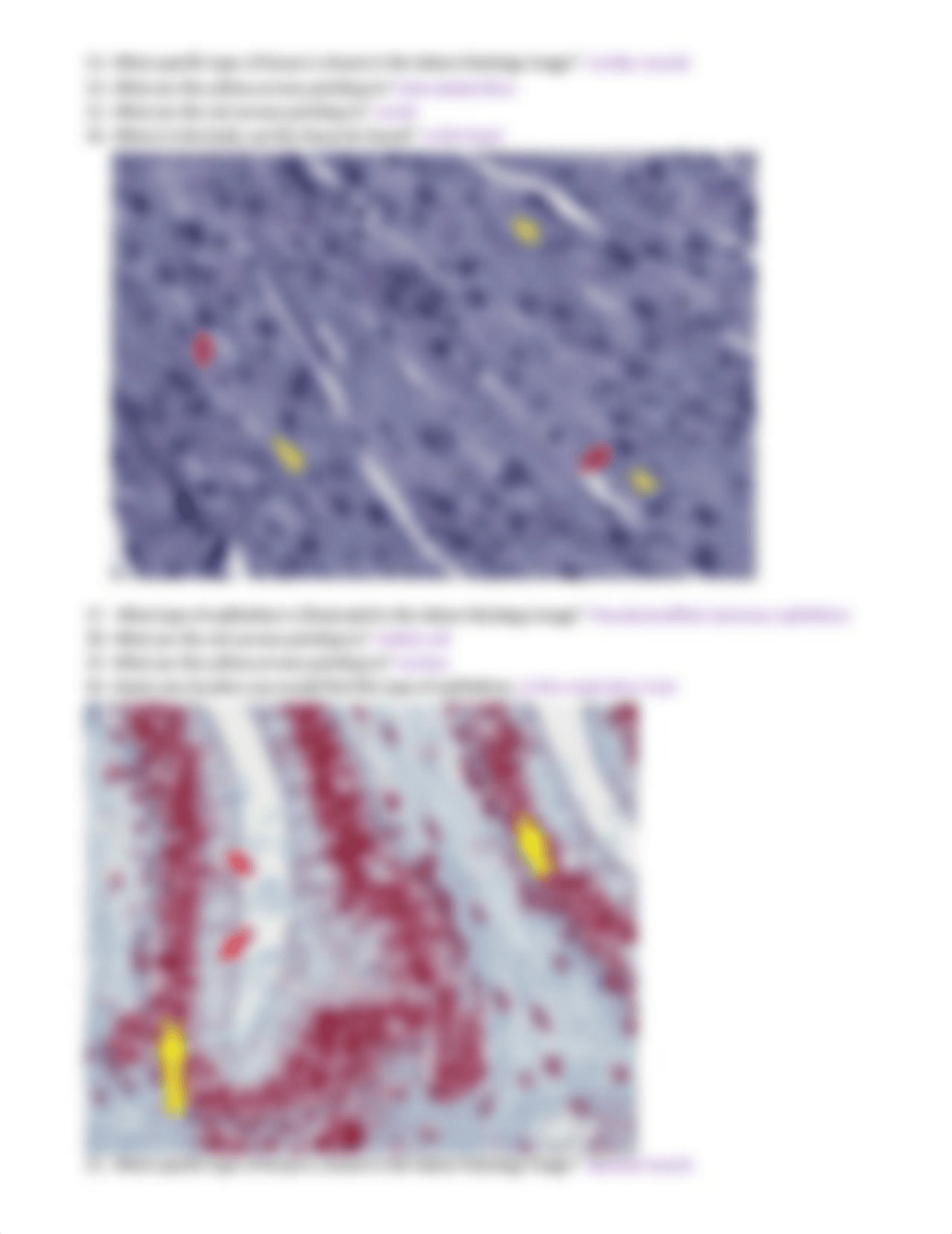 Histology Lab Assignment 6-4-20.docx_db8me2nw3lc_page3