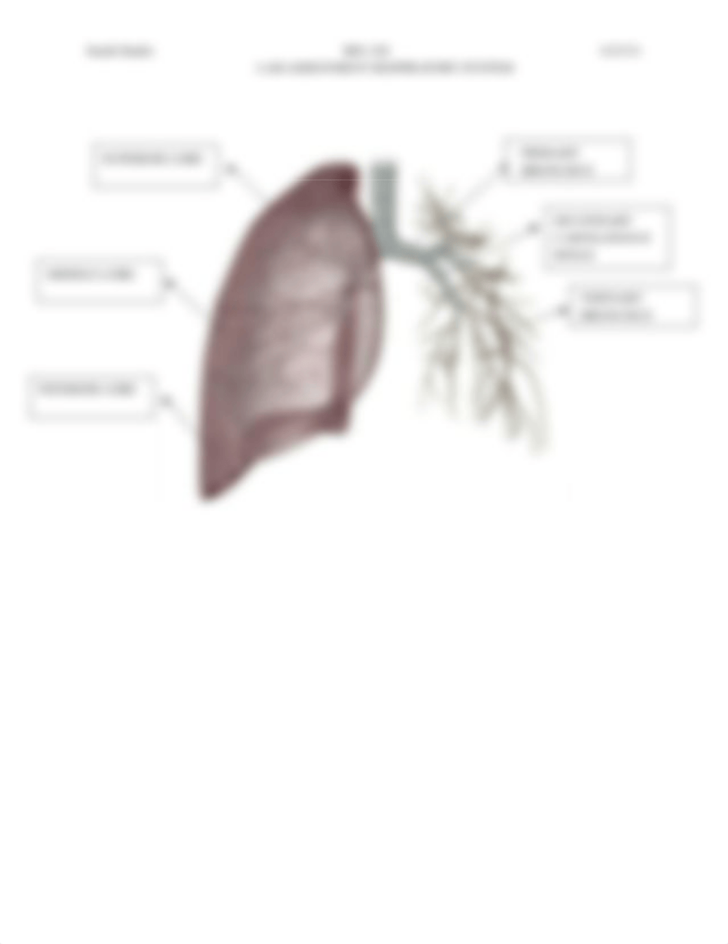 Lab assignment Respiratory System.docx_db8thskshmk_page3