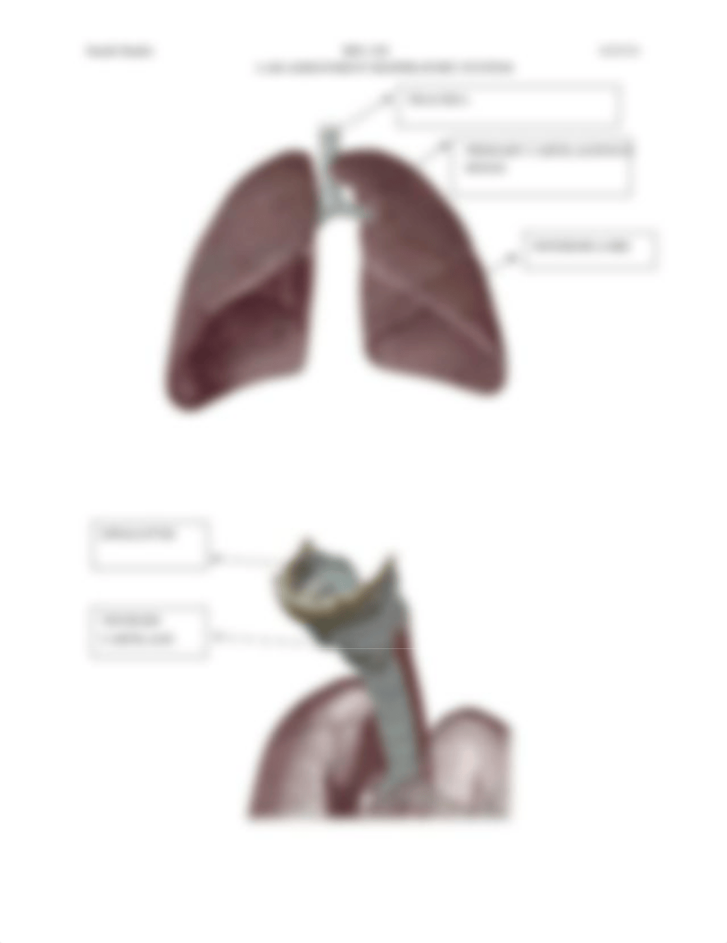 Lab assignment Respiratory System.docx_db8thskshmk_page2