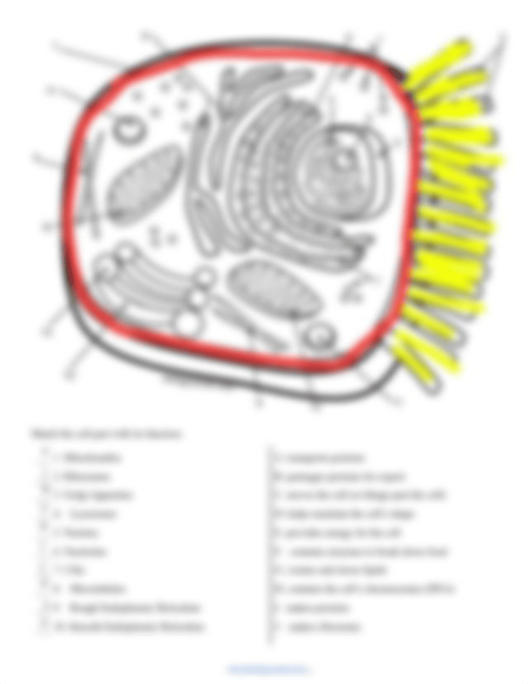 Kami Export - Aidan Hassett - Copy of Cell Coloring - Animal (bee) (1).pdf_db94rwfc0sq_page2