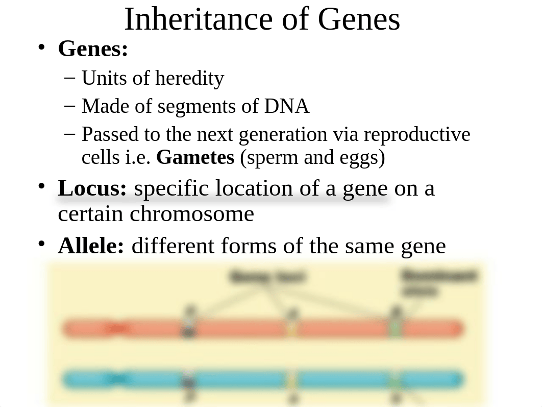 Chapter 13 Meiosis.ppt_db9npvimlbg_page5