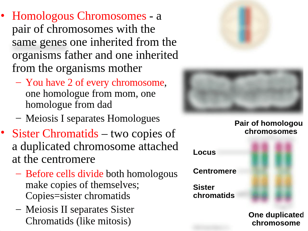 Chapter 13 Meiosis.ppt_db9npvimlbg_page4