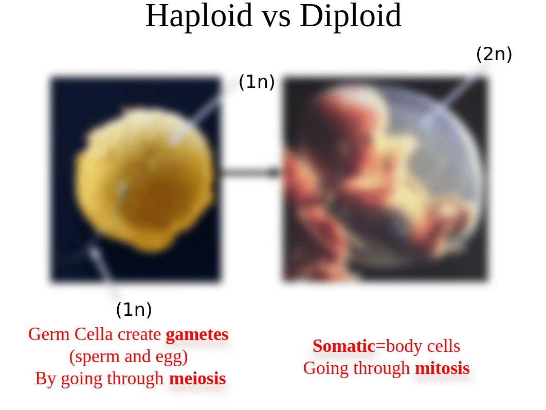 Chapter 13 Meiosis.ppt_db9npvimlbg_page3