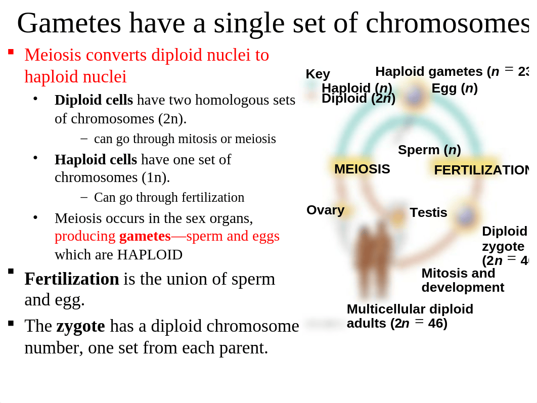 Chapter 13 Meiosis.ppt_db9npvimlbg_page2