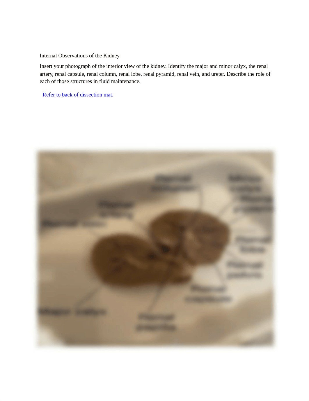 Mammalian Kidney Dissection Answer Sheet.pdf_dba79541xf0_page2