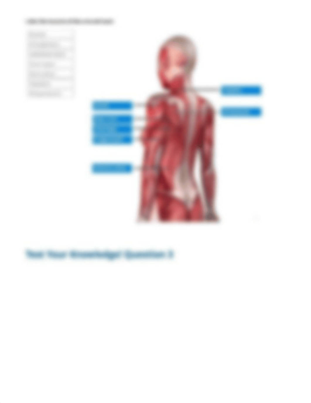 Gross Anatomy of the Muscular System - Exploration report_dbamiqgoe4h_page2