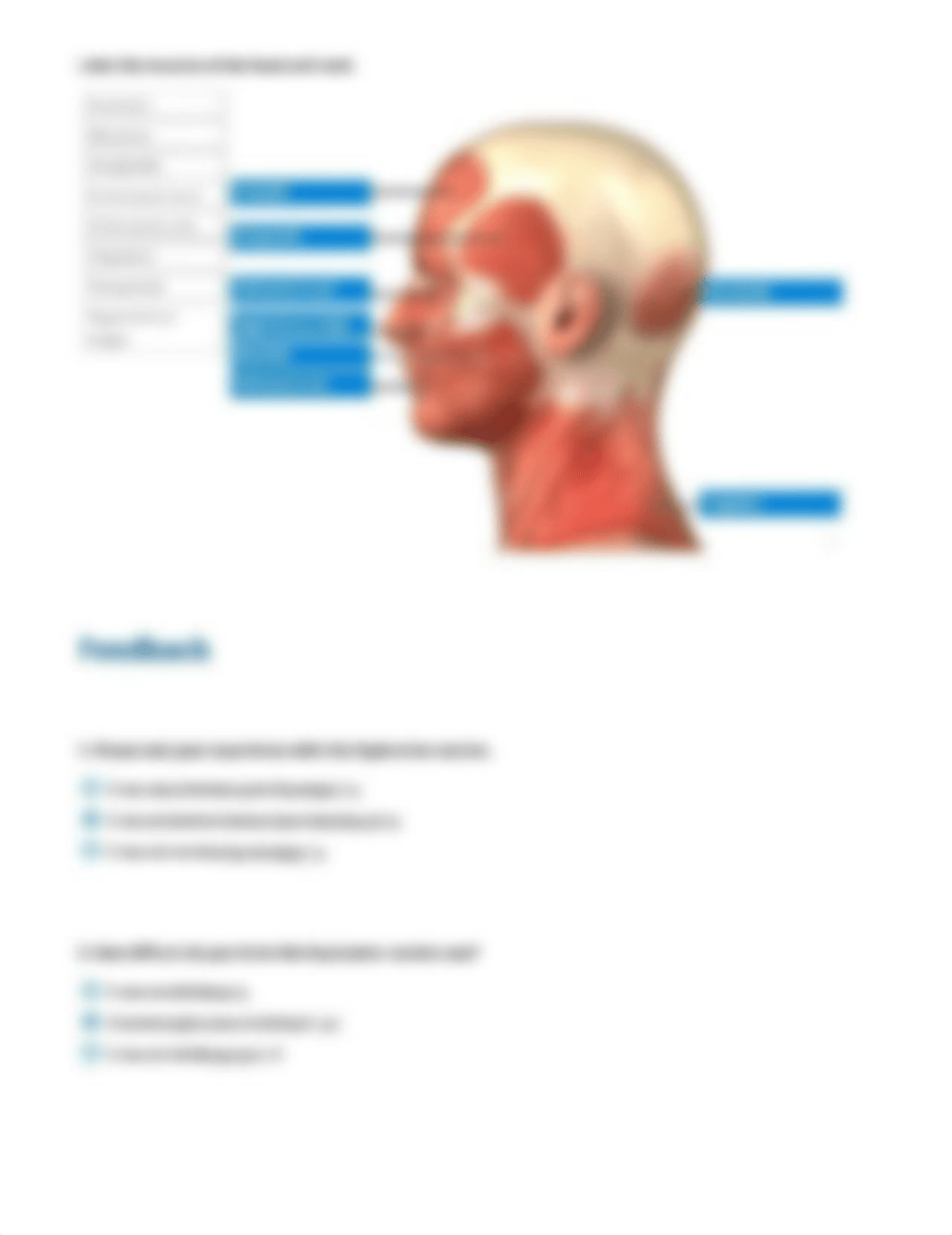 Gross Anatomy of the Muscular System - Exploration report_dbamiqgoe4h_page3