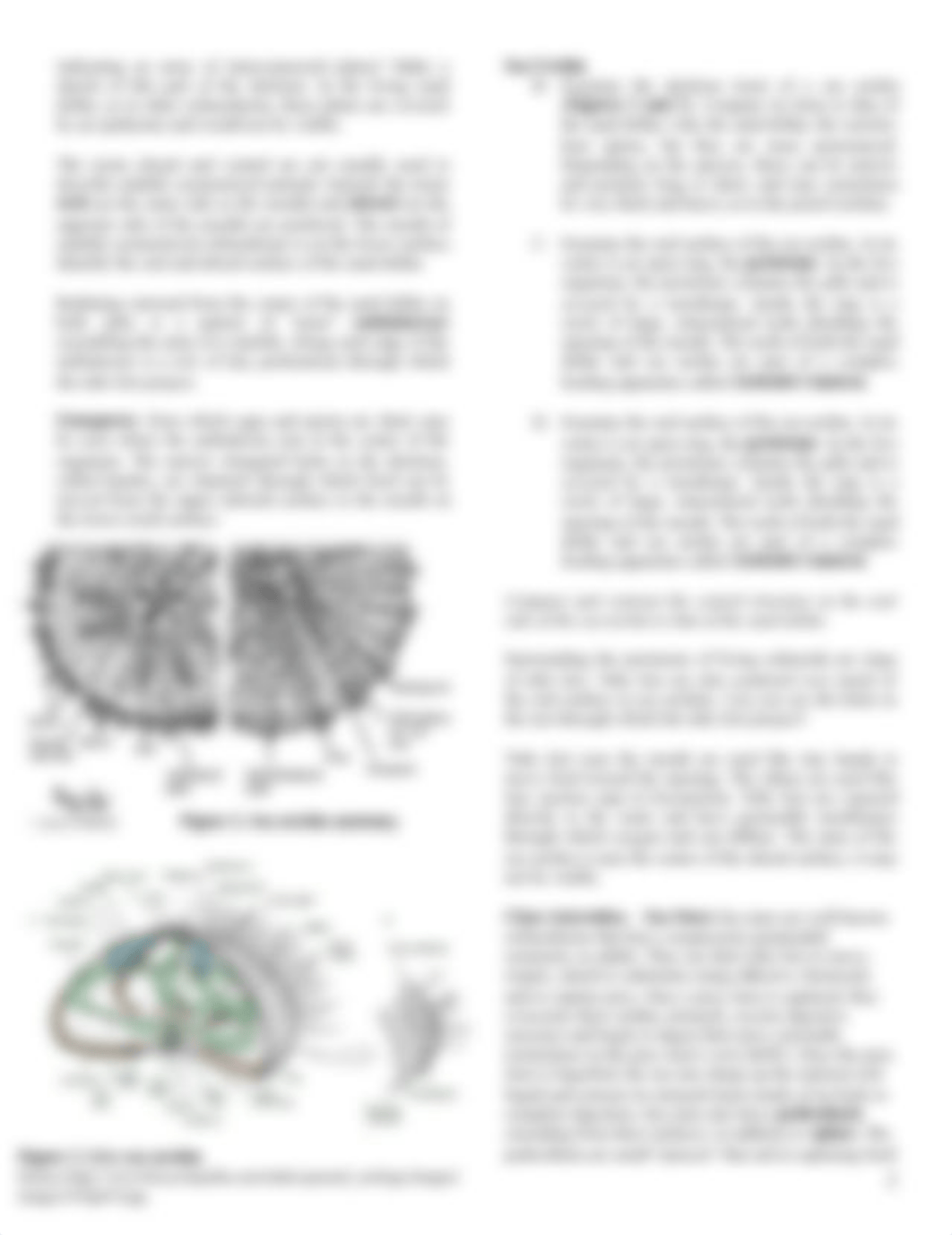 Lecture Lab 14 - Echinodermata_dbbbfpxpyuv_page2