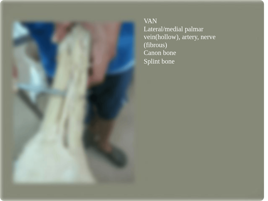 Anatomy powerpoint part 3.pptx_dbbufhblumg_page3