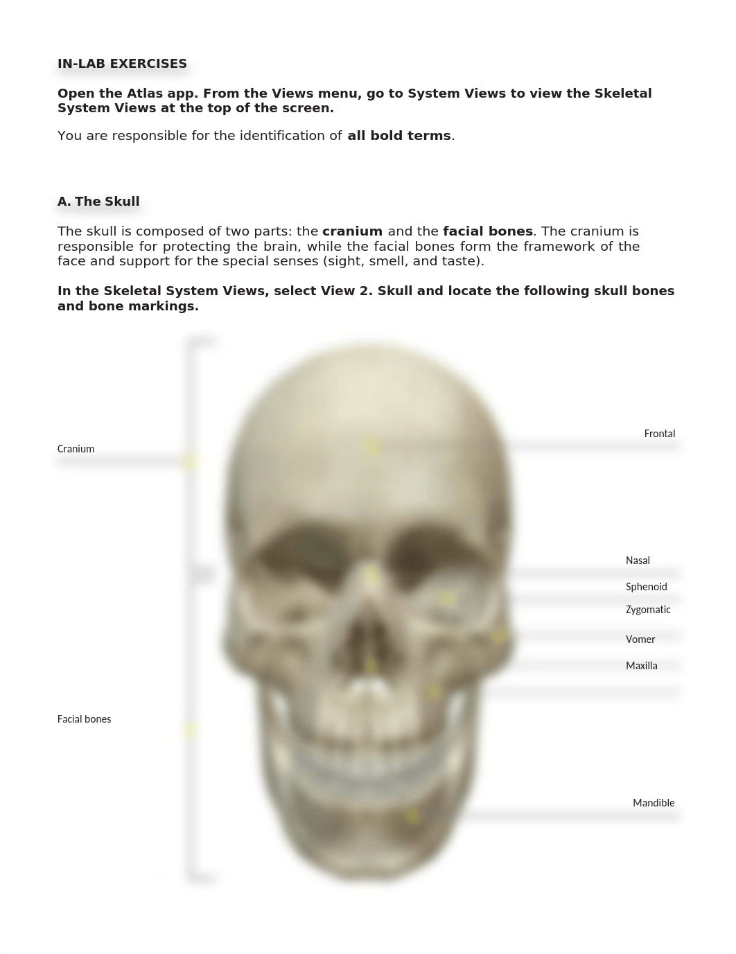 lab manual_axial_skeleton_atlas-1.docx_dbc4e8patgh_page3