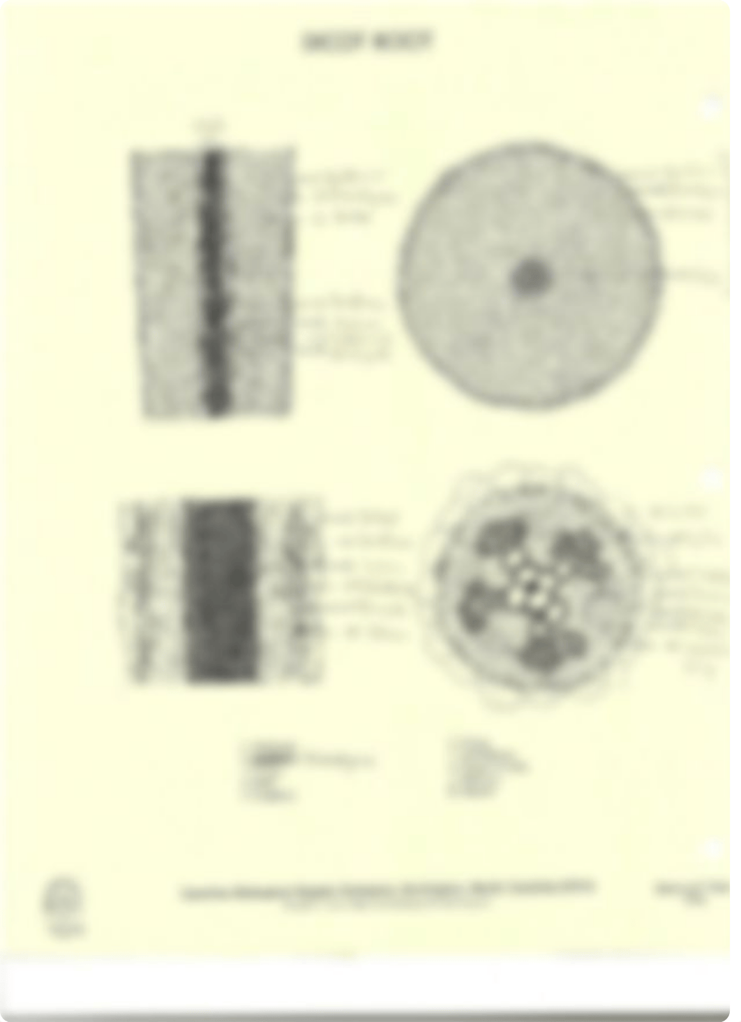 Monocot and Dicot Root Diagrams_dbc80x3qbbo_page2