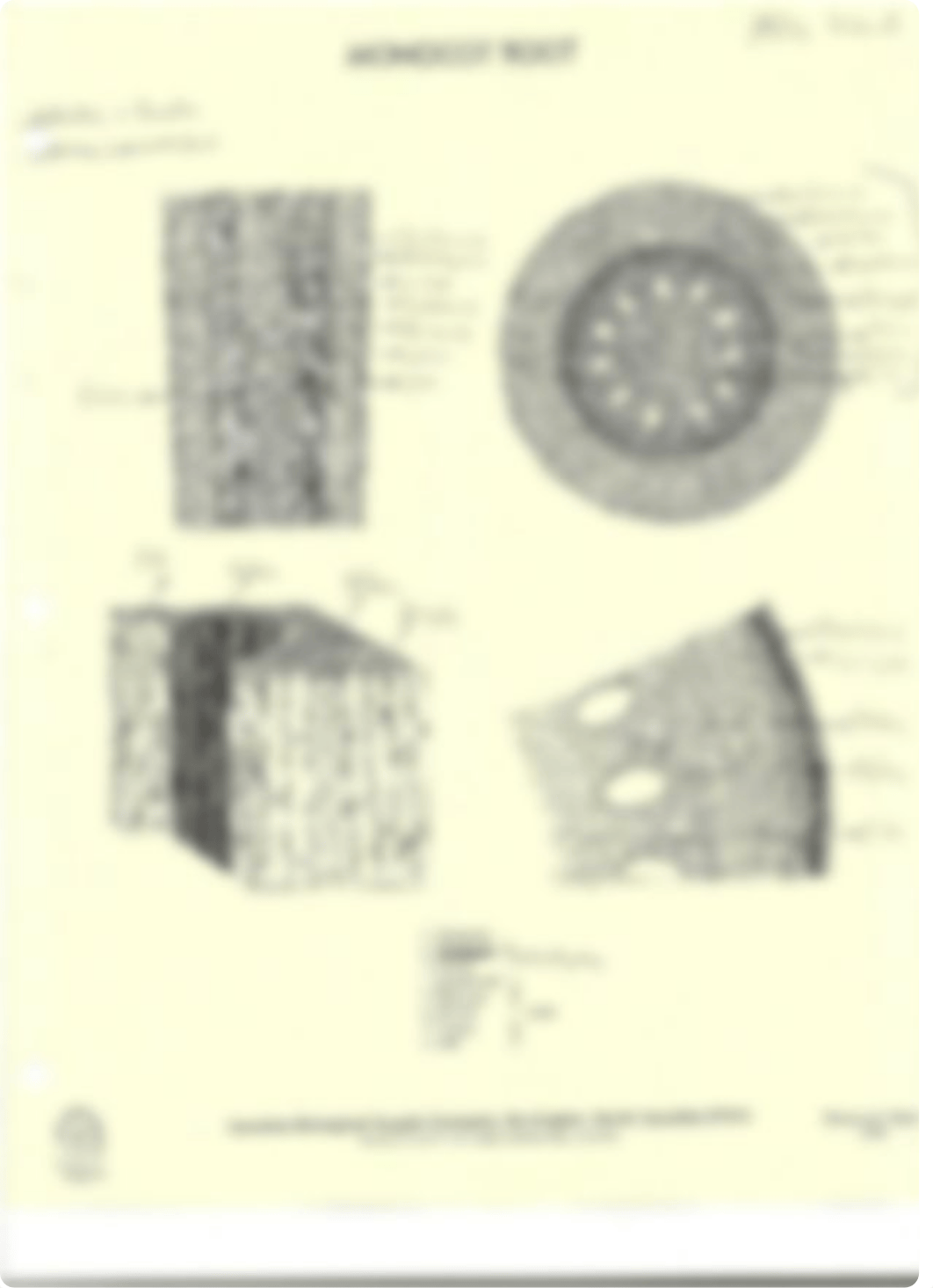 Monocot and Dicot Root Diagrams_dbc80x3qbbo_page1