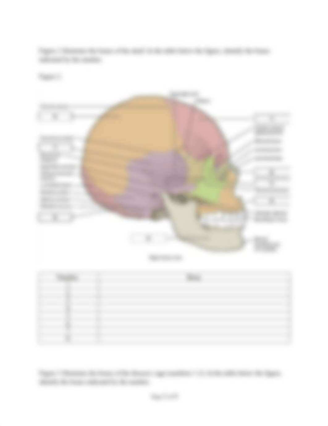 Lab 6- The Skeletal System.docx_dbcdlowi1t4_page2