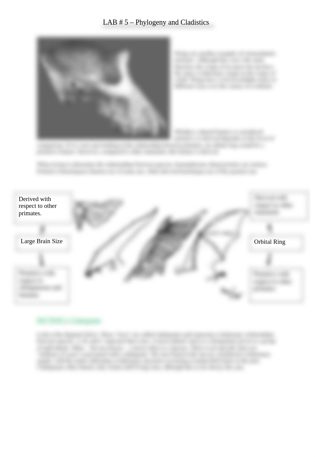 LAB 5 - Phyogeny and Cladistics.pdf_dbcor6013s9_page2