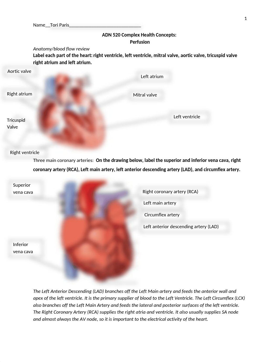 Cardiac review worksheet COMPLETE.docx_dbcwhfk3lb2_page1