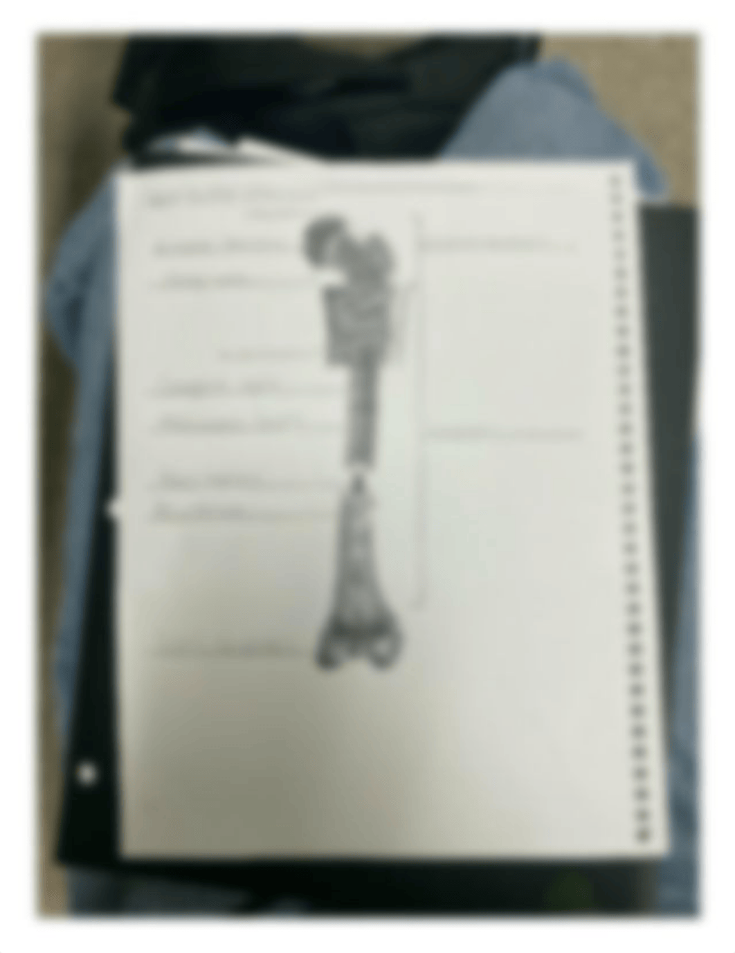 Macroscopic Structure of Bone Activity (Oct 5, 2020 at 8:01 AM).png_dbd306m241x_page1