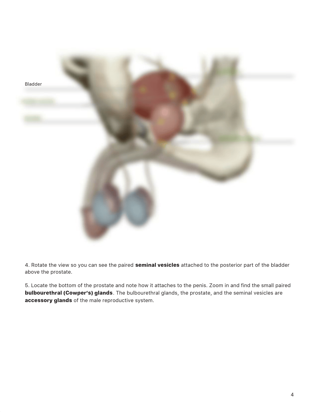 Reproductive System PDF Key.pdf_dbdakhqi6nx_page4