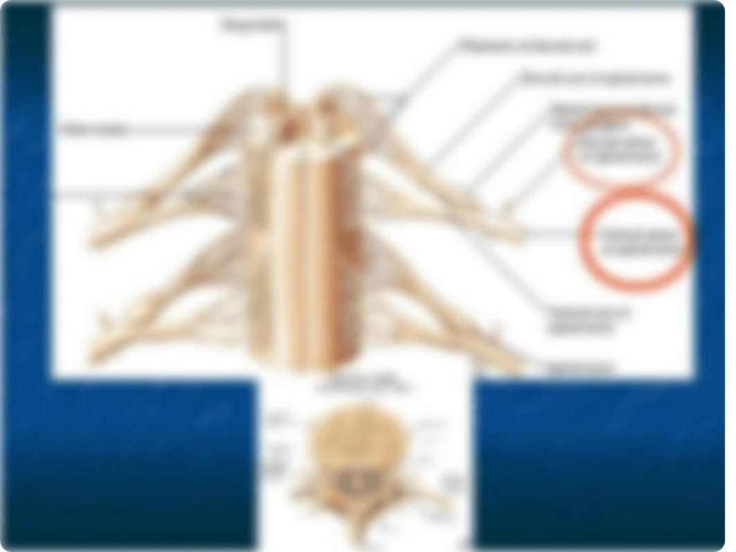 04 Brachial Plexus_dbdu62c405g_page4