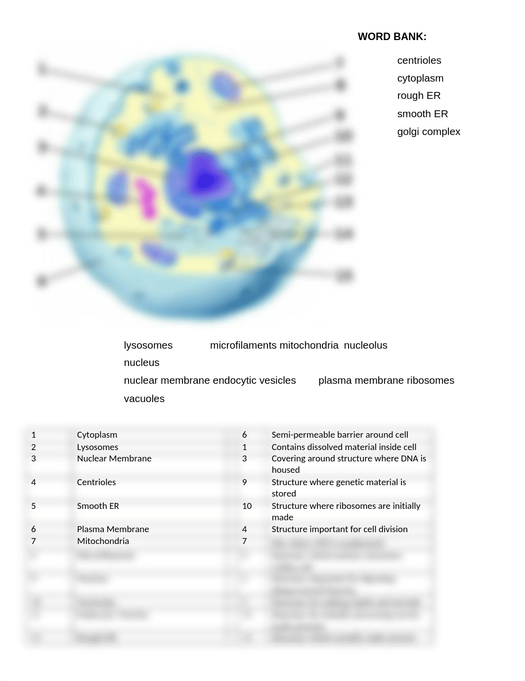 BIO 206 - Eukaryotic Cell Diagram.docx_dbethp55kj2_page1