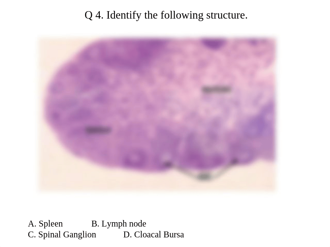 Histo Final Mock Lab Test copy.ppt_dbf3u69ocgv_page5