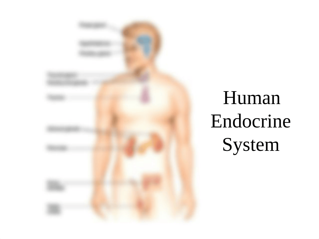 Chap. 19 - Endocrine system_dbff8rm6dse_page1