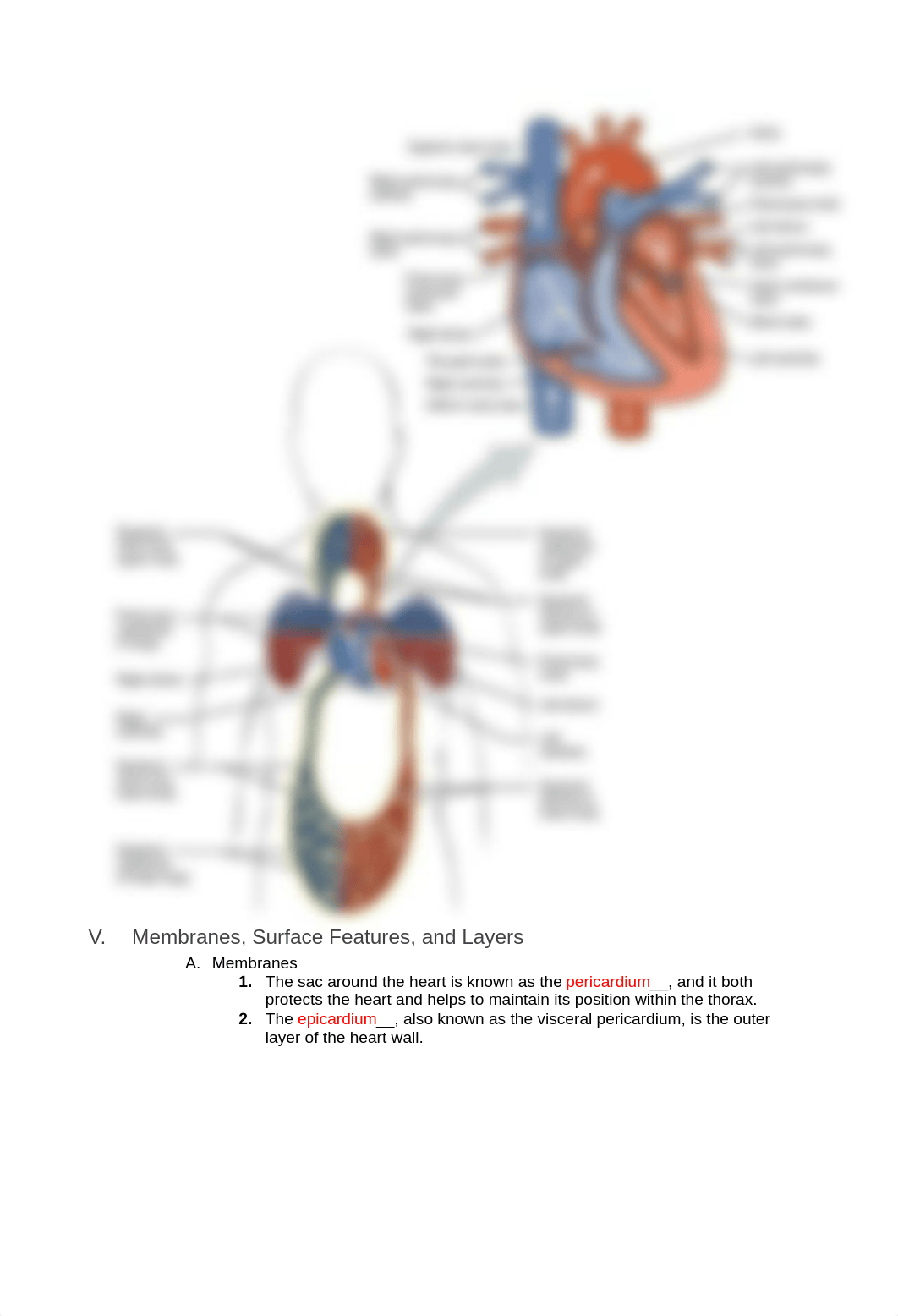 Guided notes and study guide Ch 19 Heart.docx_dbg9yy1sk0d_page4