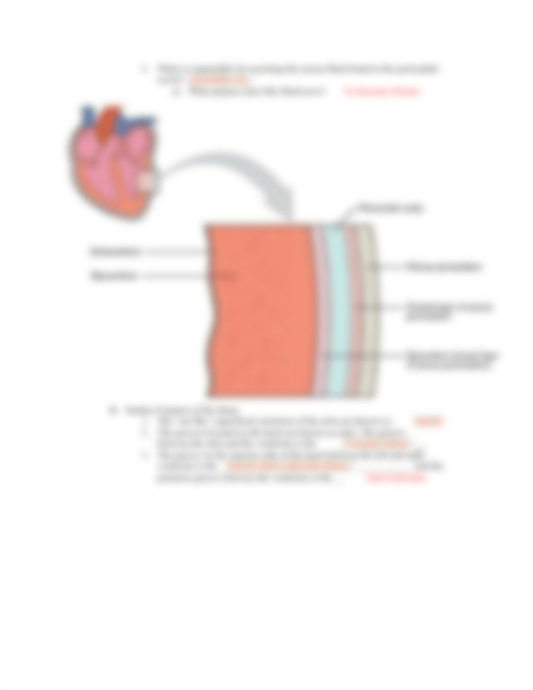 Guided notes and study guide Ch 19 Heart.docx_dbg9yy1sk0d_page5