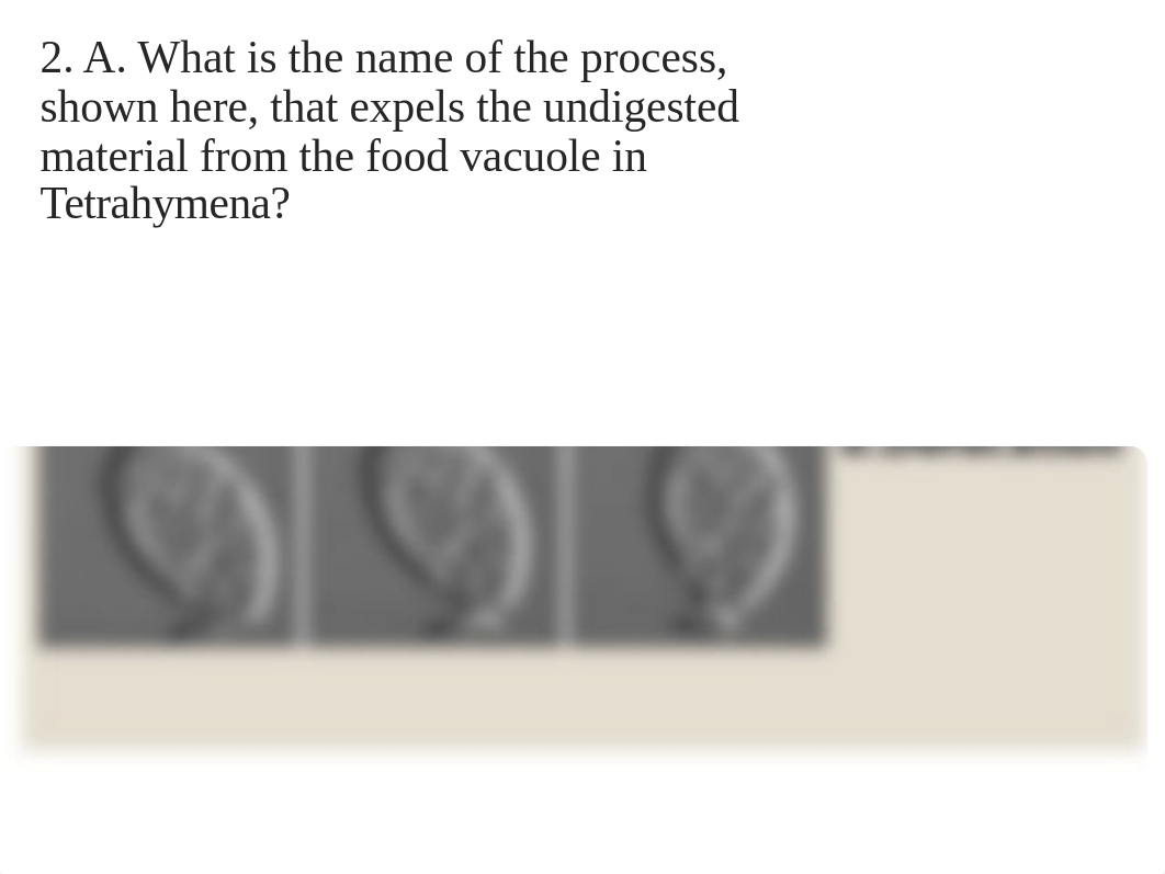 Quiz 8 Tetrahymena Fall 2019.ppt_dbgj328qaoy_page4