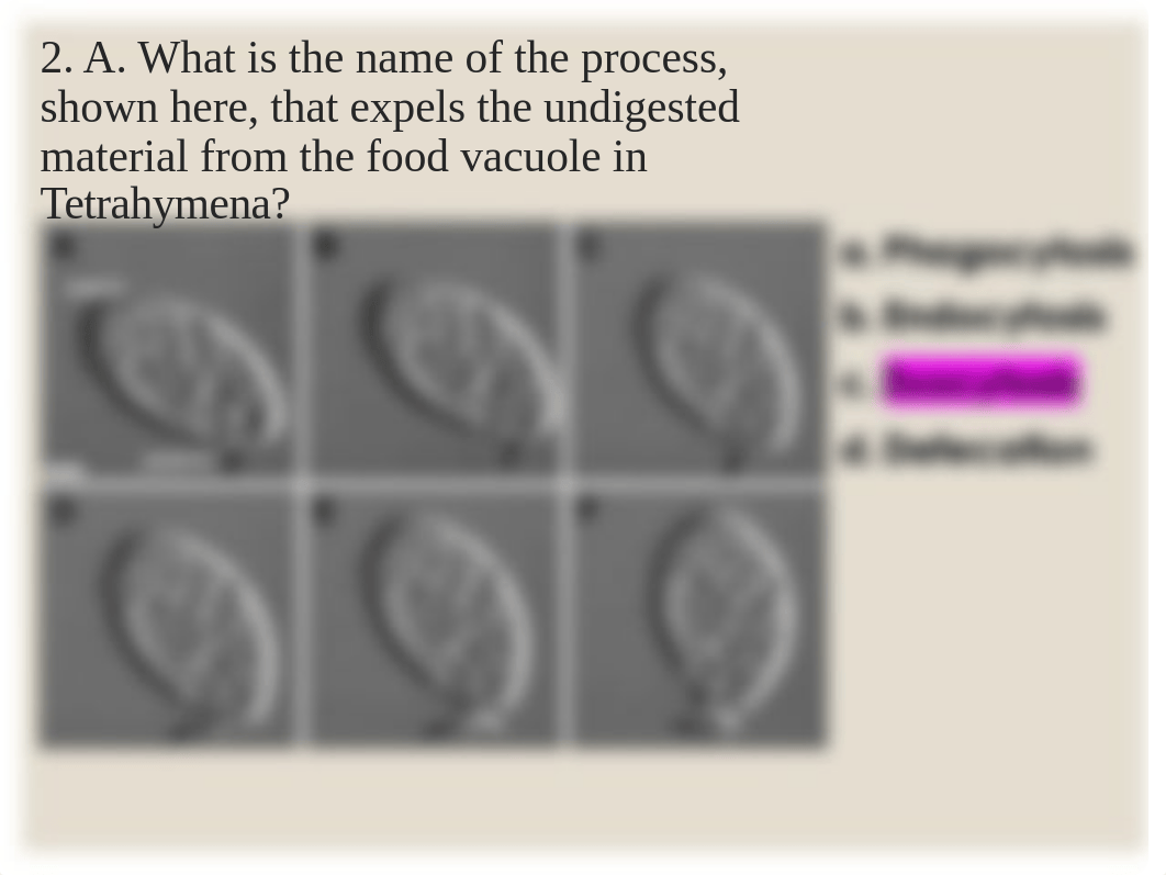 Quiz 8 Tetrahymena Fall 2019.ppt_dbgj328qaoy_page5