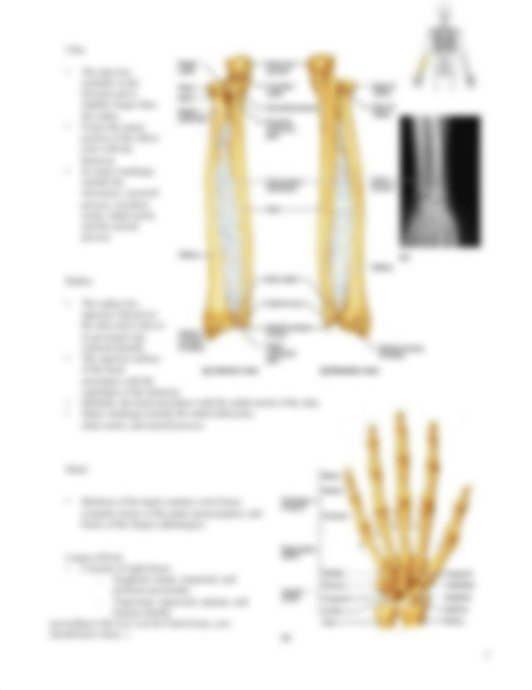 BIO_2113_Lab_3_Appendicular_Skeleton_not_dbgjaedju0g_page3