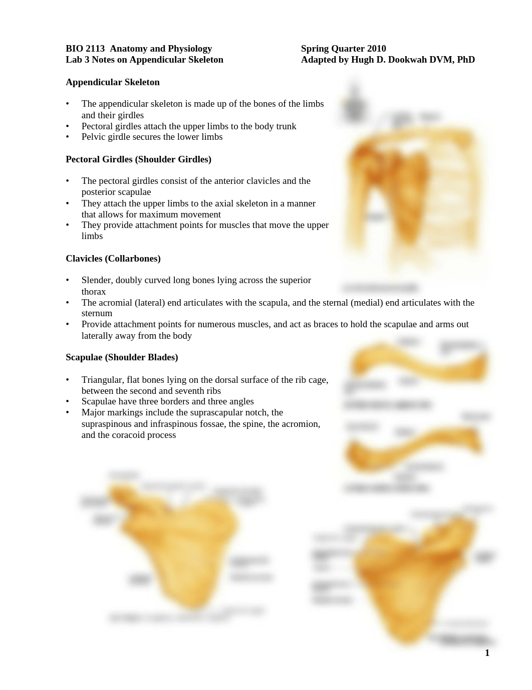 BIO_2113_Lab_3_Appendicular_Skeleton_not_dbgjaedju0g_page1